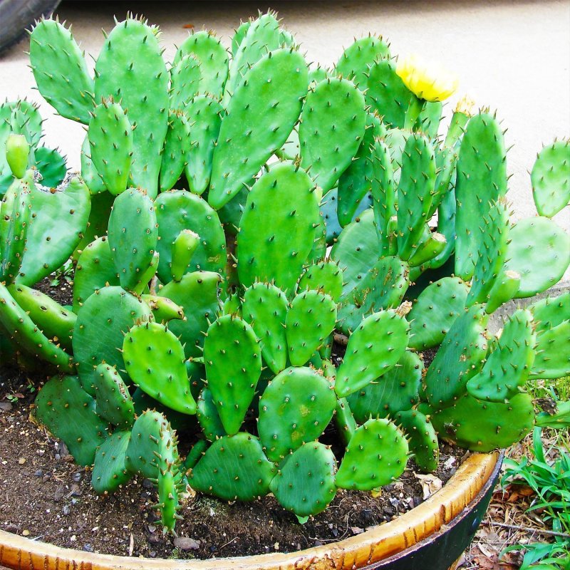 Opuntia phaeacantha