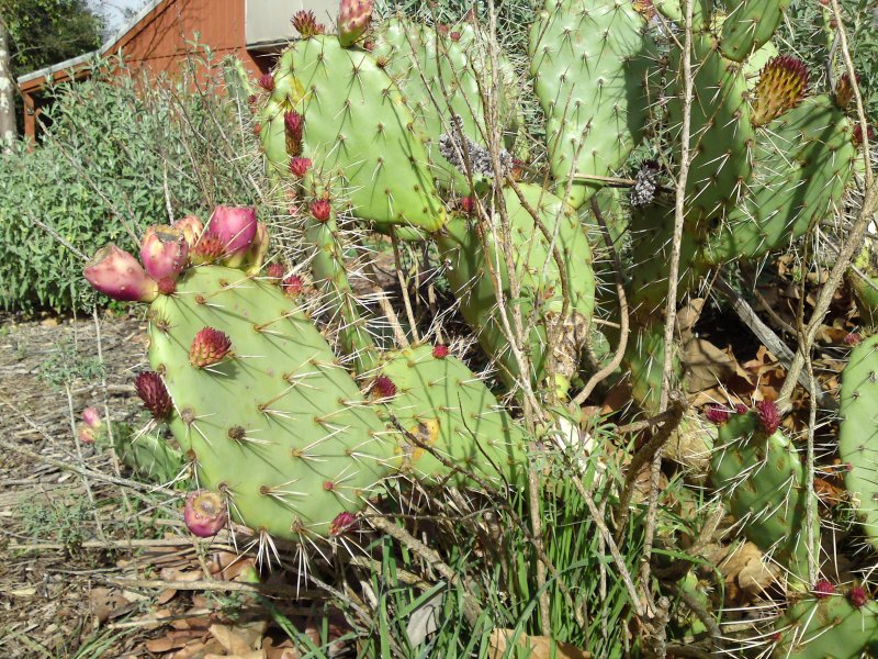 Бергера (Opuntia bergeriana)