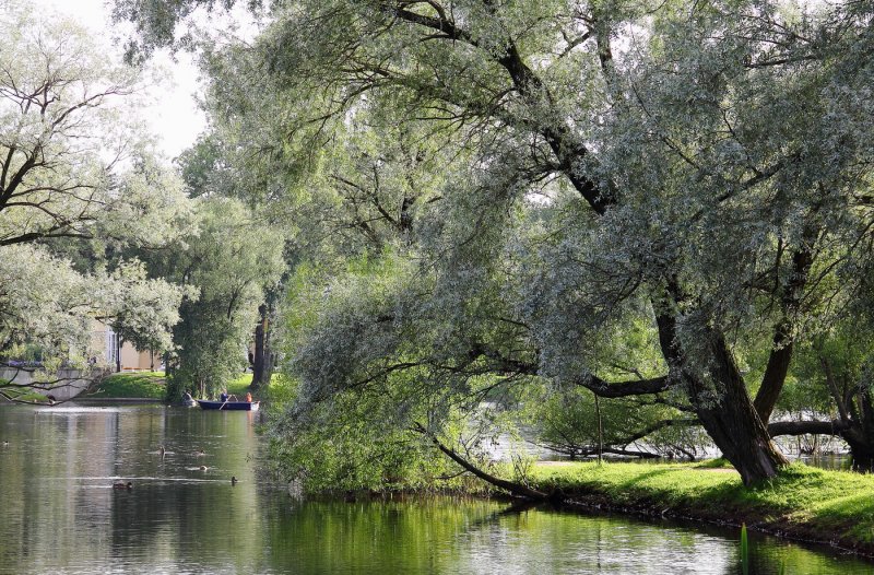 Ветла Артековская