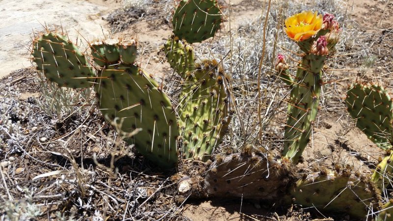 Опунция скрученноиглая Opuntia tortispina
