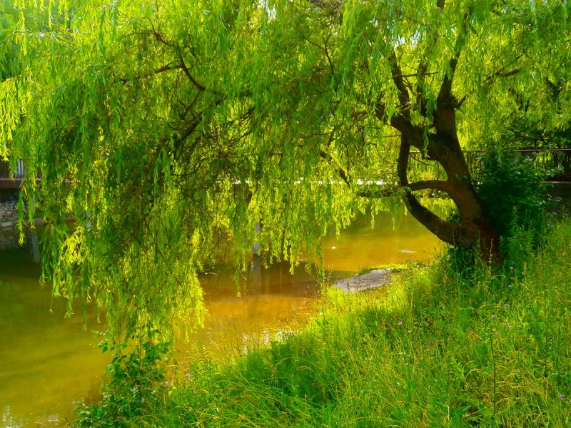 Плакучая Ива у воды