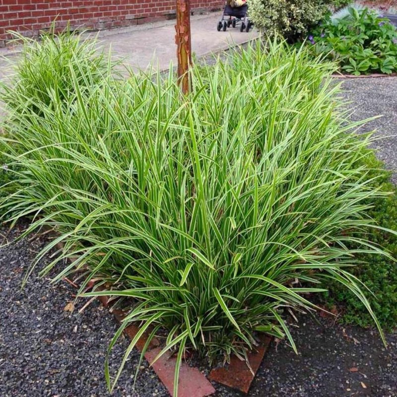 Осока Морроу (Carex morrowii `Irish Green`)