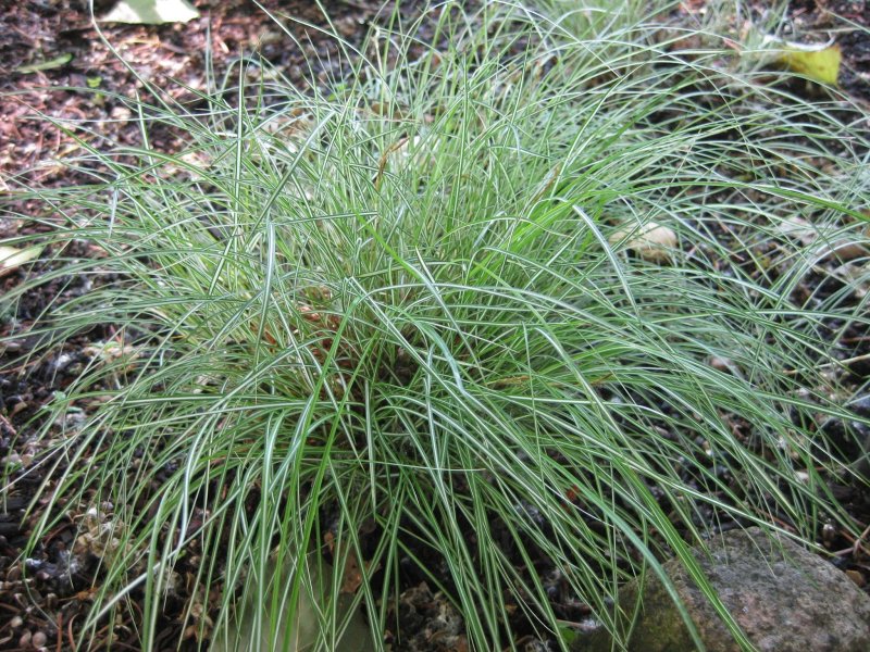 Осока Морроу (Carex morrowii `variegata`)