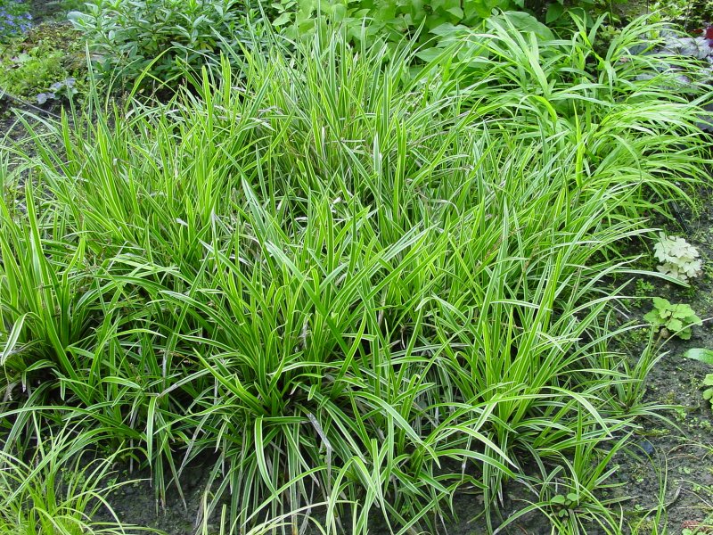 Осока Морроу (Carex morrowii `variegata`)