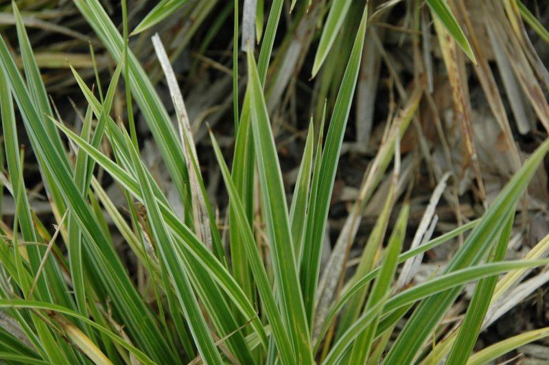 Осока Carex Evergold