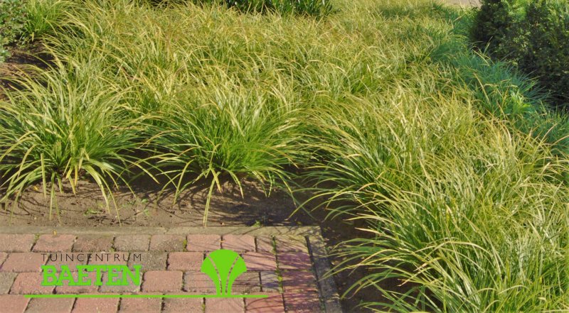 Осока Морроу (Carex morrowii 'variegata) р9