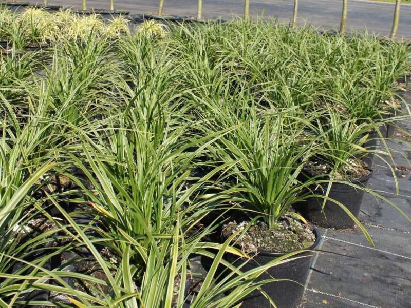 Осока Морроу (Carex morrowii `variegata`)