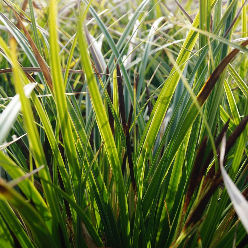 Осока Морроу (Carex morrowii `variegata`)