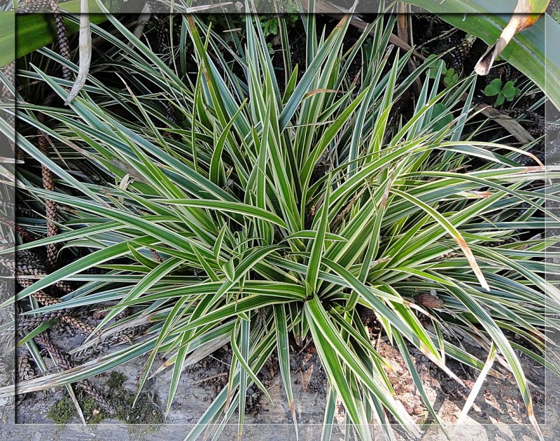 Осока Carex brunnea variegata