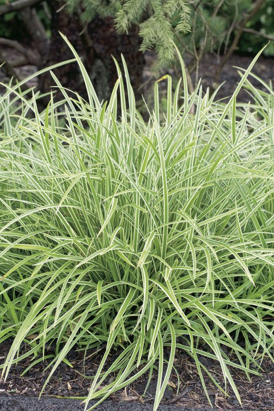 Осока Моррова (Carex morrowii)