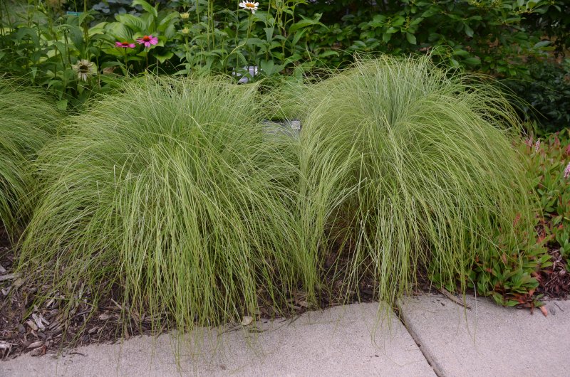 Осока Carex morrowii variegata