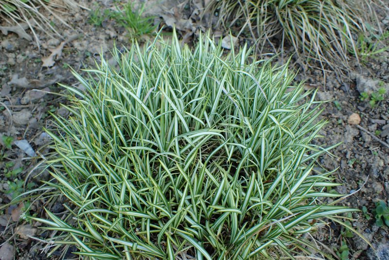 Осока Морроу (Carex morrowii `variegata`)