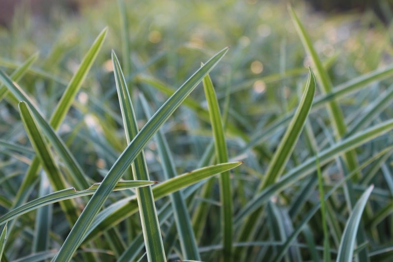 Осока Морроу 'variegata'