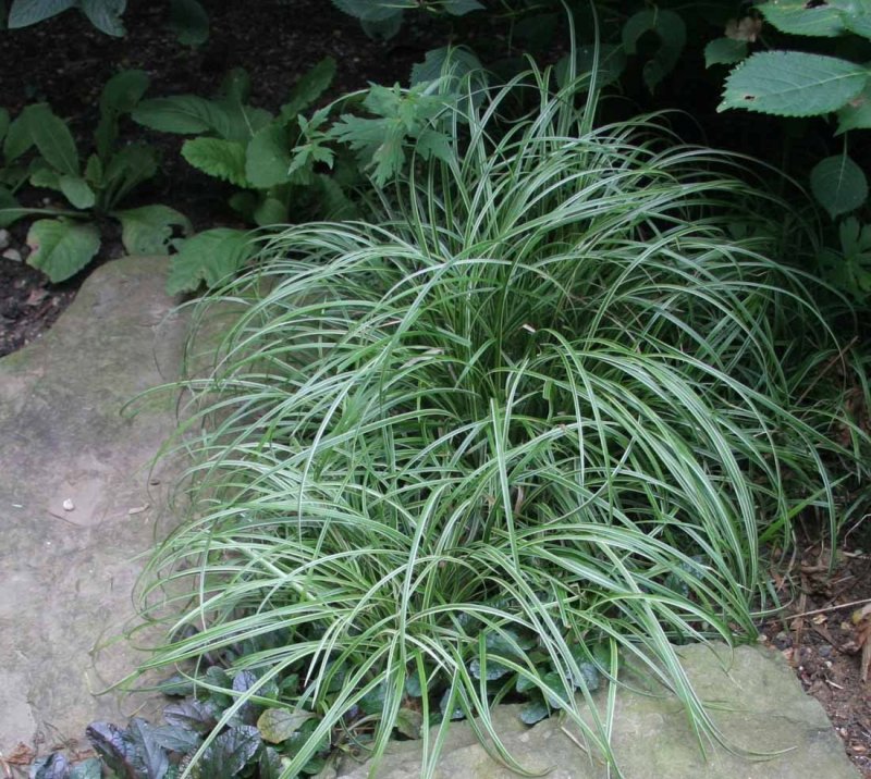 Осока Морроу (Carex morrowii )