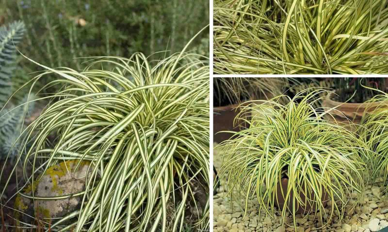 Осока Морроу 'variegata'