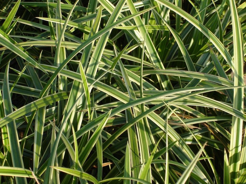 Осока Моррова (Carex morrowii)