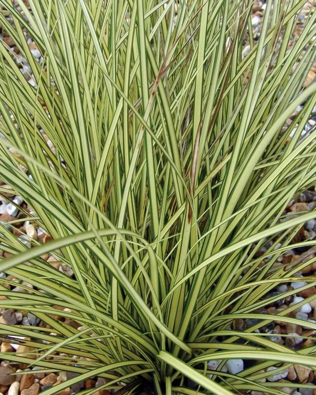 АИР Acorus Calamus variegatus