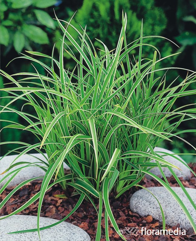 Осока Морроу (Carex morrowii `variegata`)