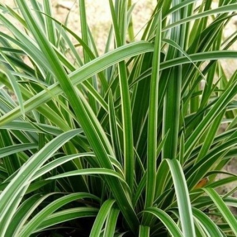 Carex morrowii Silver Sceptre