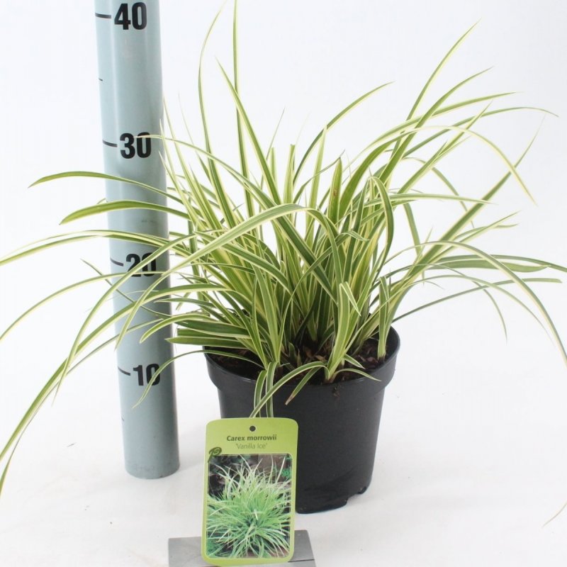 Осока Морроу (Carex morrowii `variegata`)