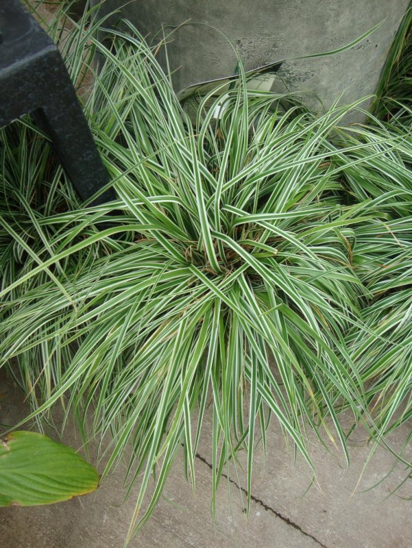 Осока Морроу (Carex morrowii `variegata`)