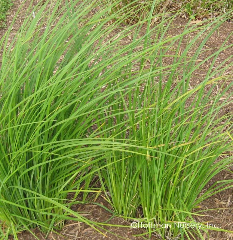 Carex morrowii
