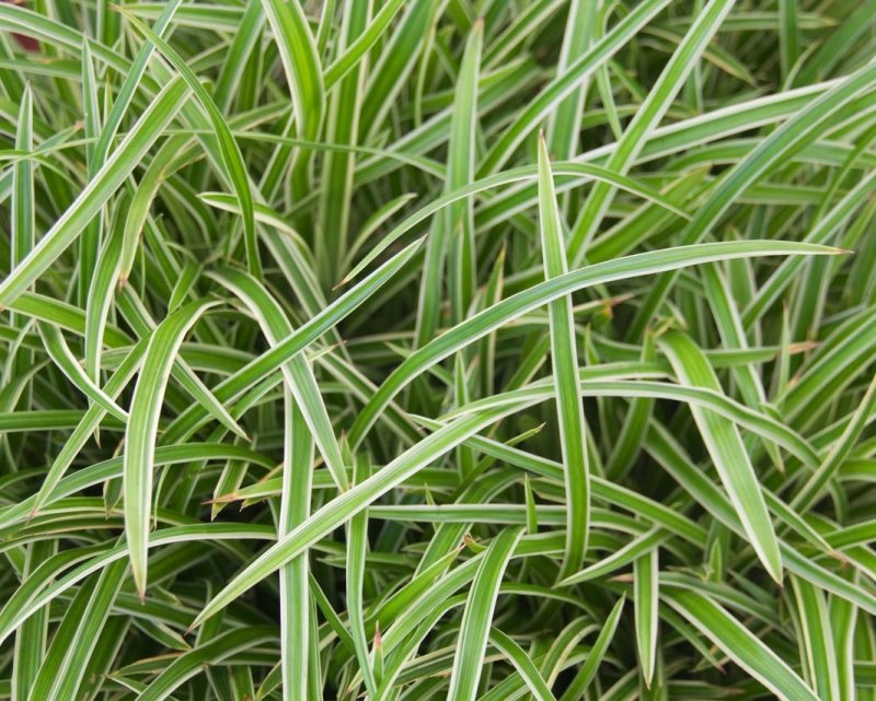 Осока Морроу (Carex morrowii 'variegata) р9