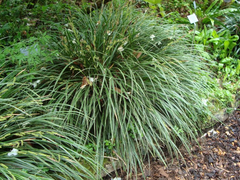 Осока Морроу (Carex morrowii `variegata`)