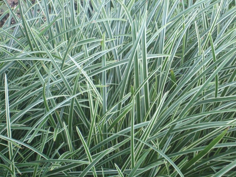 Осока Морроу (Carex morrowii )