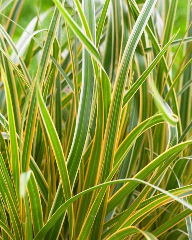 Осока Морроу (Carex morrowii 'variegata) р9