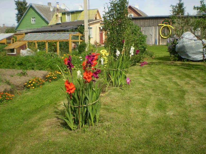Клумба лилии пионы лилейники