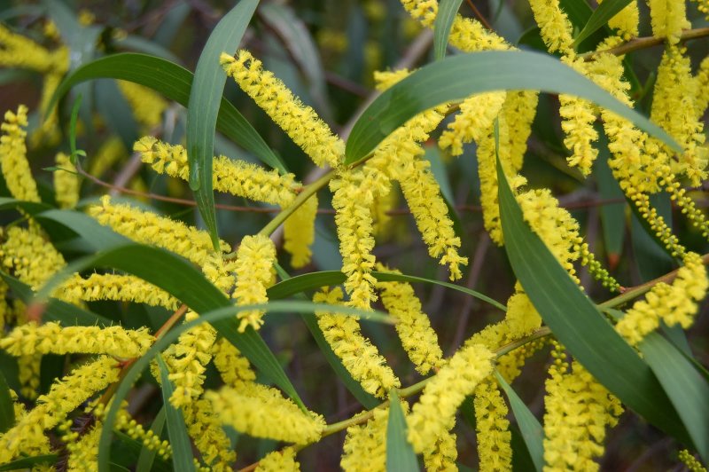 Акация длиннолистная Acacia longifolia