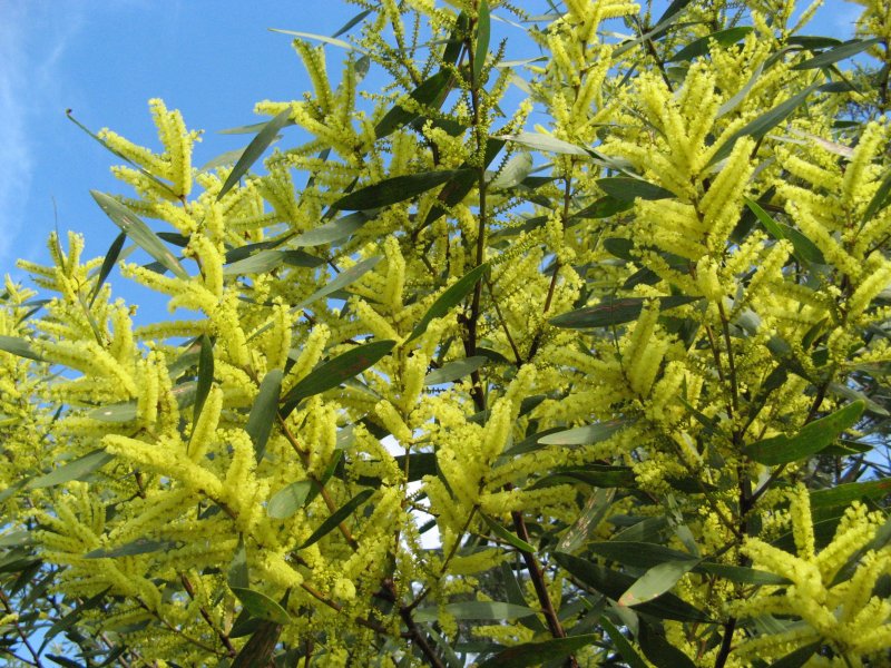 Acacia simplicifolia