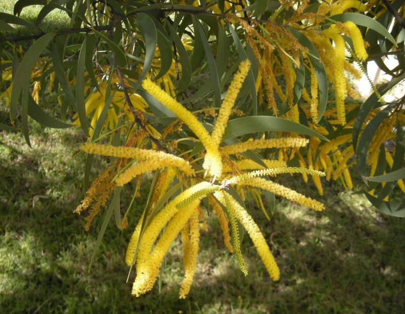Acacia longifolia