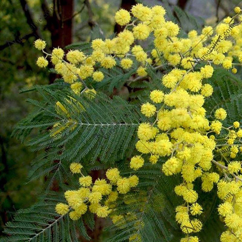 Acacia Tetragonophylla