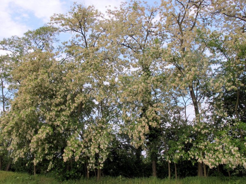 Acacia melanoxylon