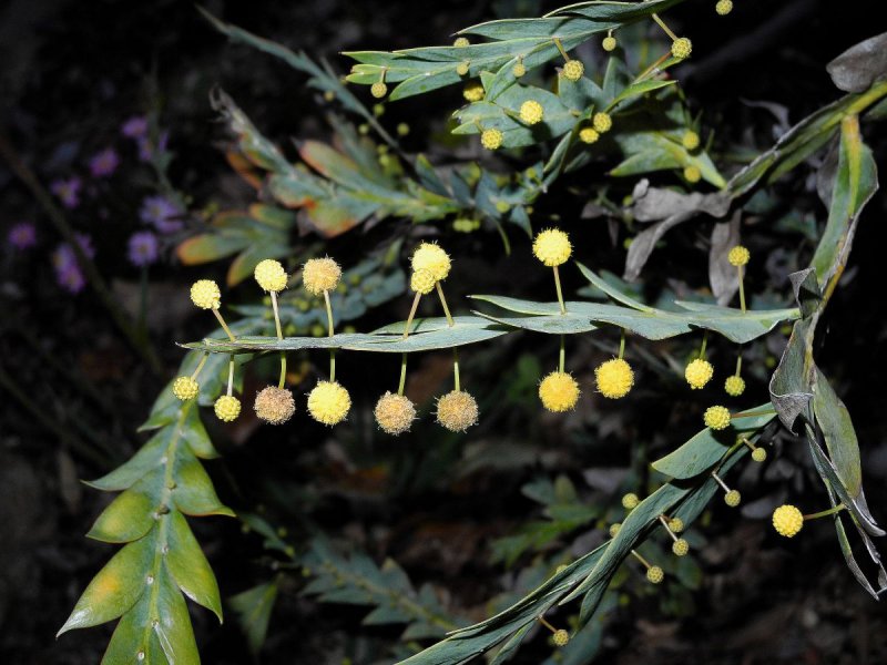 Acacia obtusifolia