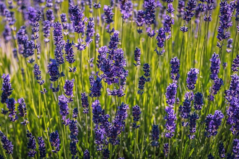 Лаванда Lavandula angustifolia rosea