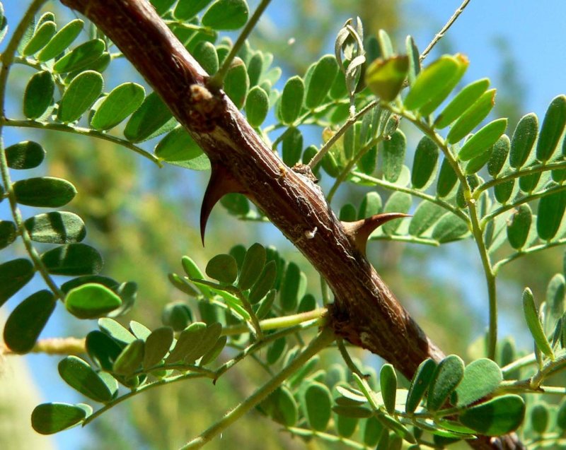Акация подалириелистная Acacia_podalyriifolia (3)