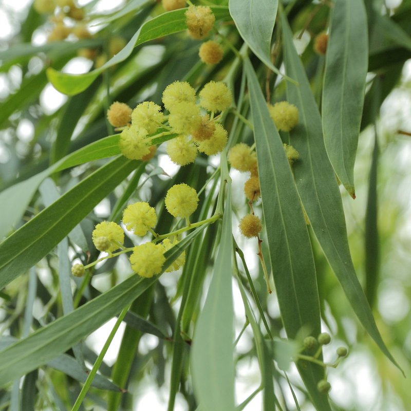 Acacia auriculiformis