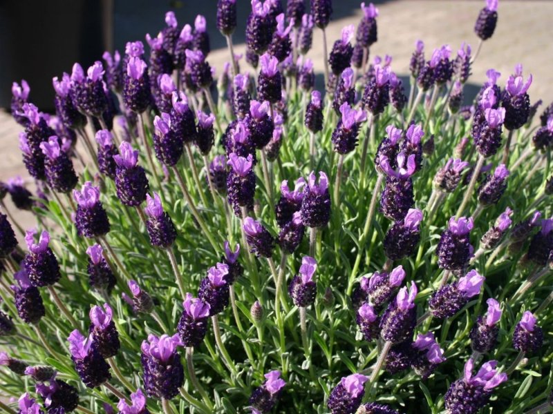 Лаванда стэхадская (Lavandula stoechas) Bandera Purple