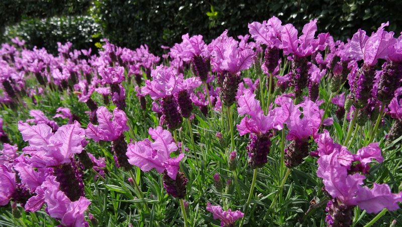 Лаванда Lavandula stoechas papillon