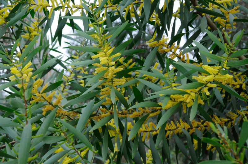 Acacia aneura Акация Мульга