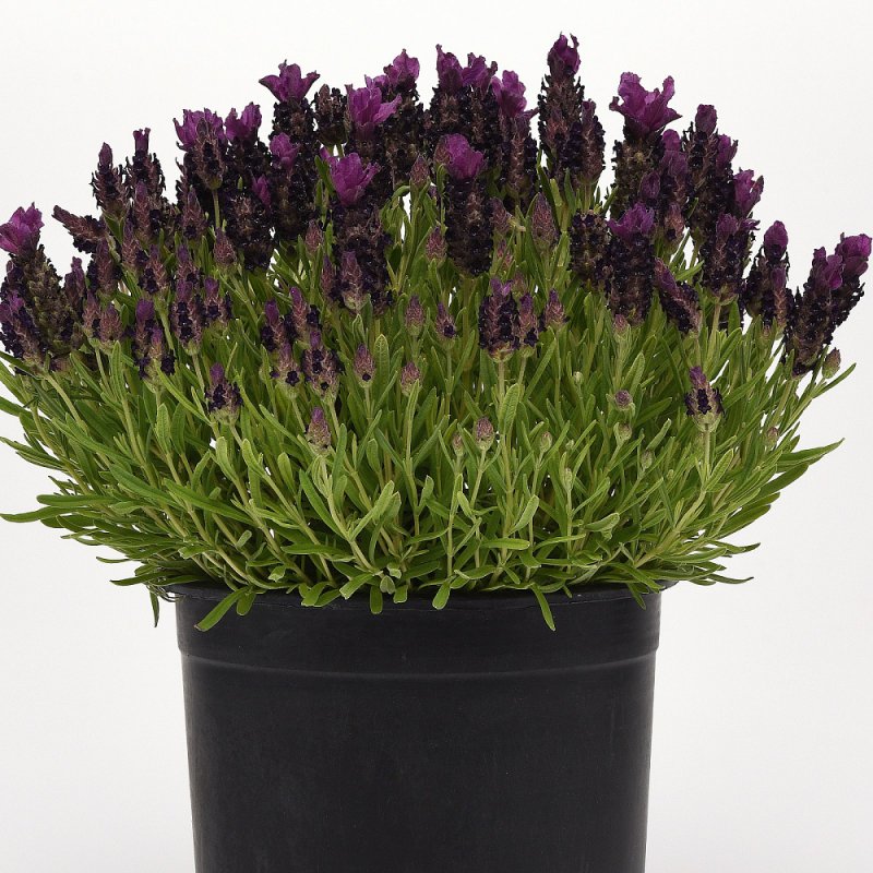 Лаванда (Lavandula)