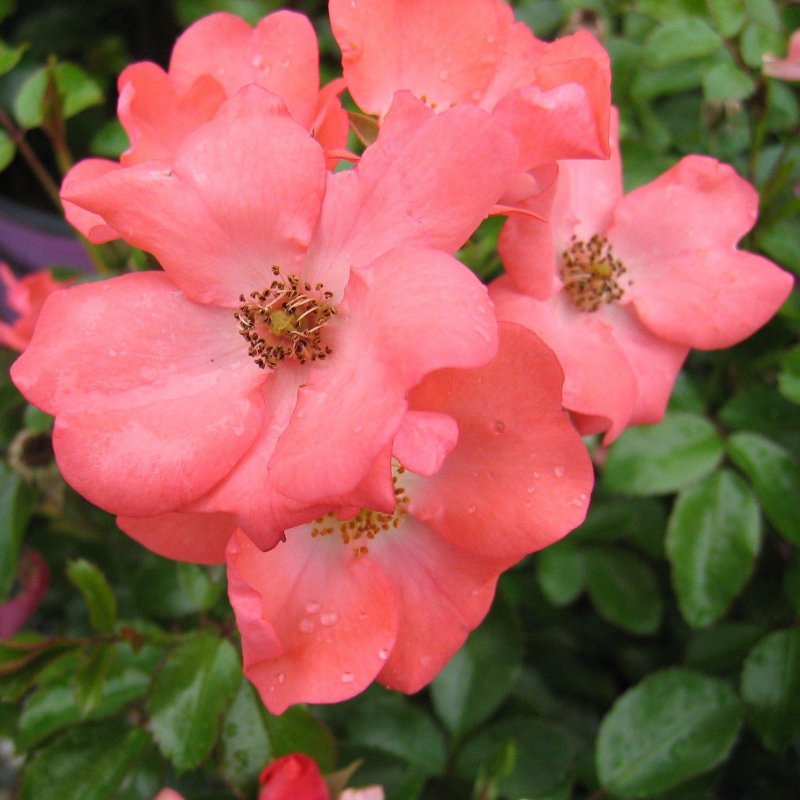 Роза "ред дрифт" Rosa 'Red Drift'