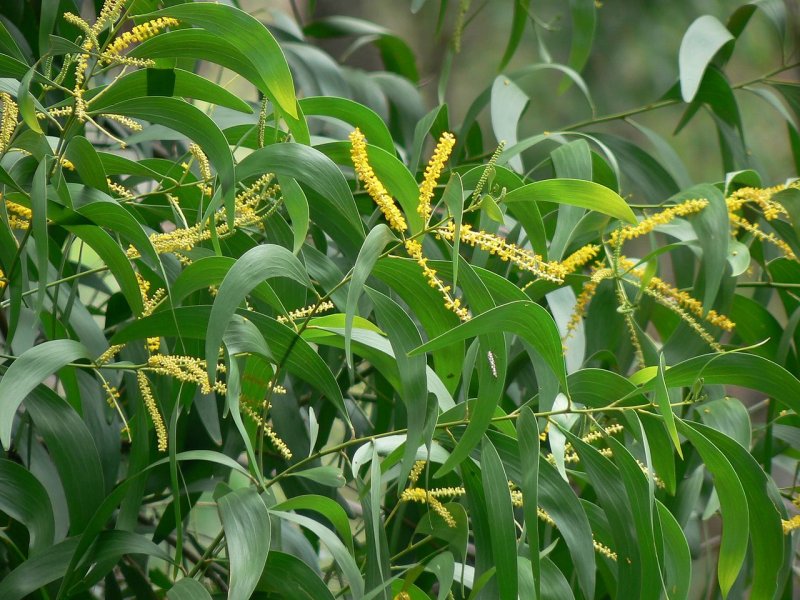 Acacia retinodes