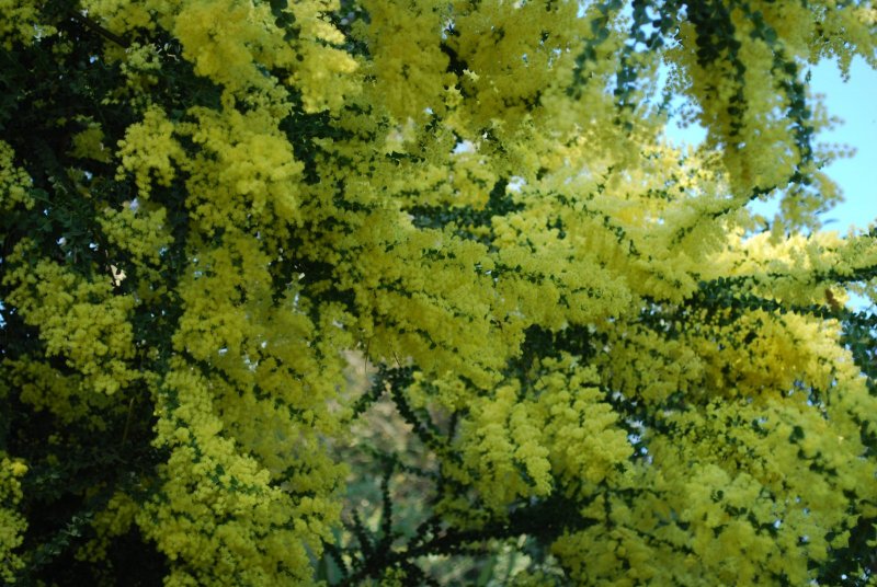 Acacia baileyana