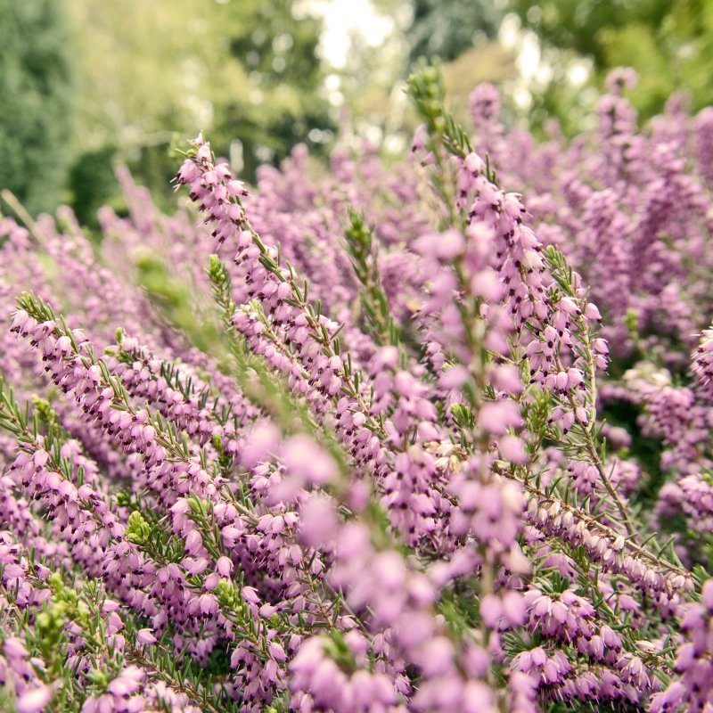 Лаванда (Lavandula stoechas)