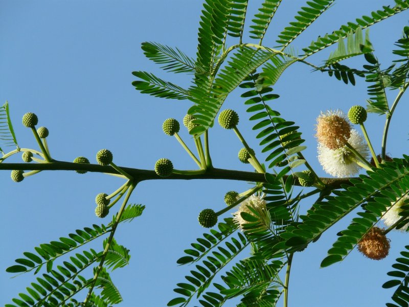 Acacia Farnesiana