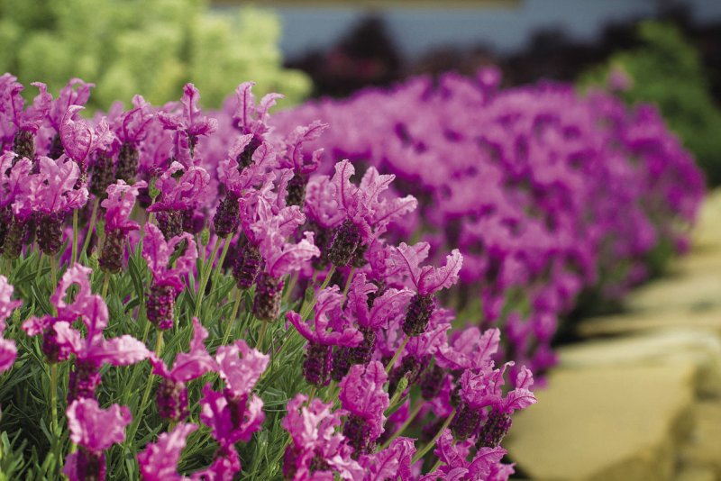 Лаванда Lavandula stoechas 'Bandera Pink'
